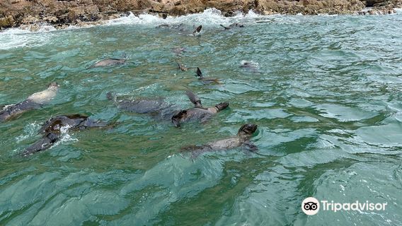 Plett Seal Adventures