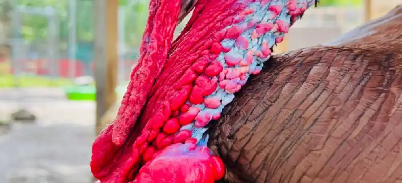 Hoteles en Condado de Okeechobee