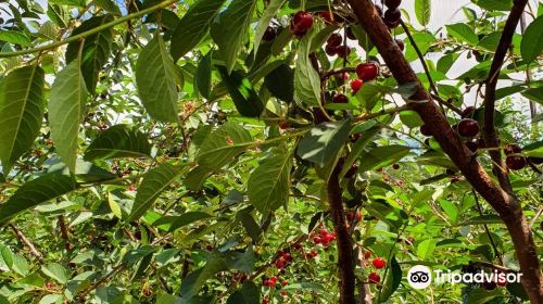 Red Hill Cherry Farm