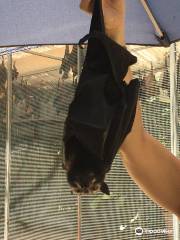Batreach Bat Rescue & Rehabilitation