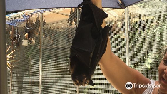 Batreach Bat Rescue & Rehabilitation