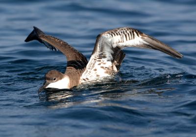 Stellwagen Bank National Marine Sanctuary