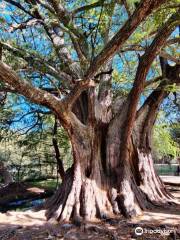 Árbol Milenario