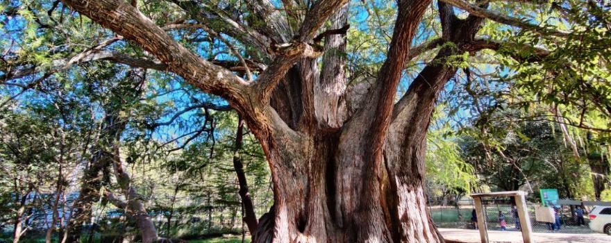 Arbol Milenario