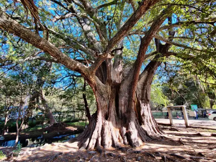 Hotels in Arroyo Seco