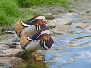 Réserve zoologique de la Haute-Touche