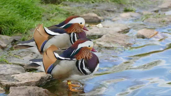 zoological reserve of the Haute-Touche