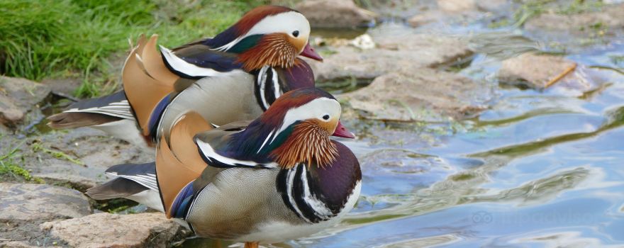 zoological reserve of the Haute-Touche