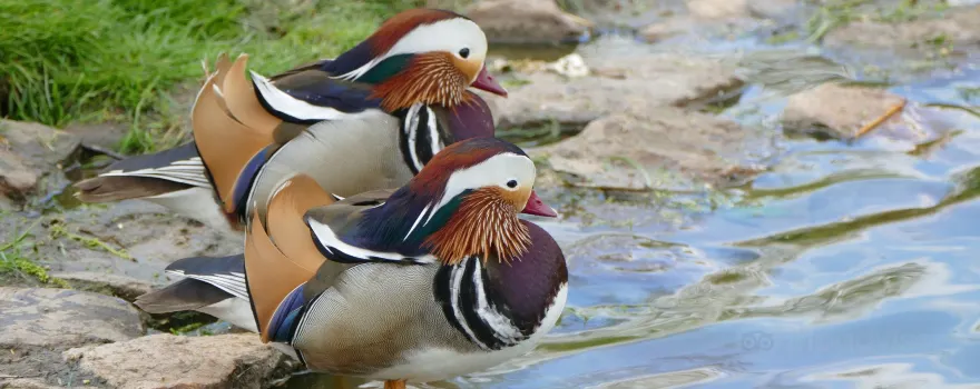 zoological reserve of the Haute-Touche