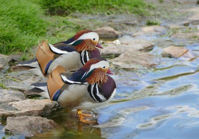 zoological reserve of the Haute-Touche