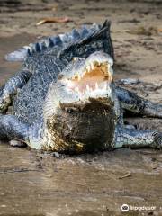 Solar Whisper Wildlife and Crocodile Cruises on the Daintree river