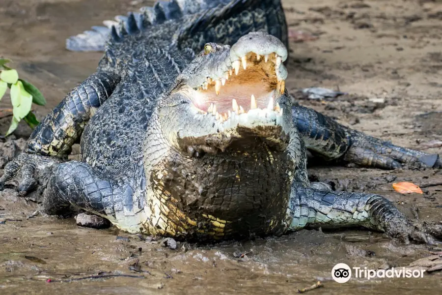 Solar Whisper Wildlife and Crocodile Cruises on the Daintree river