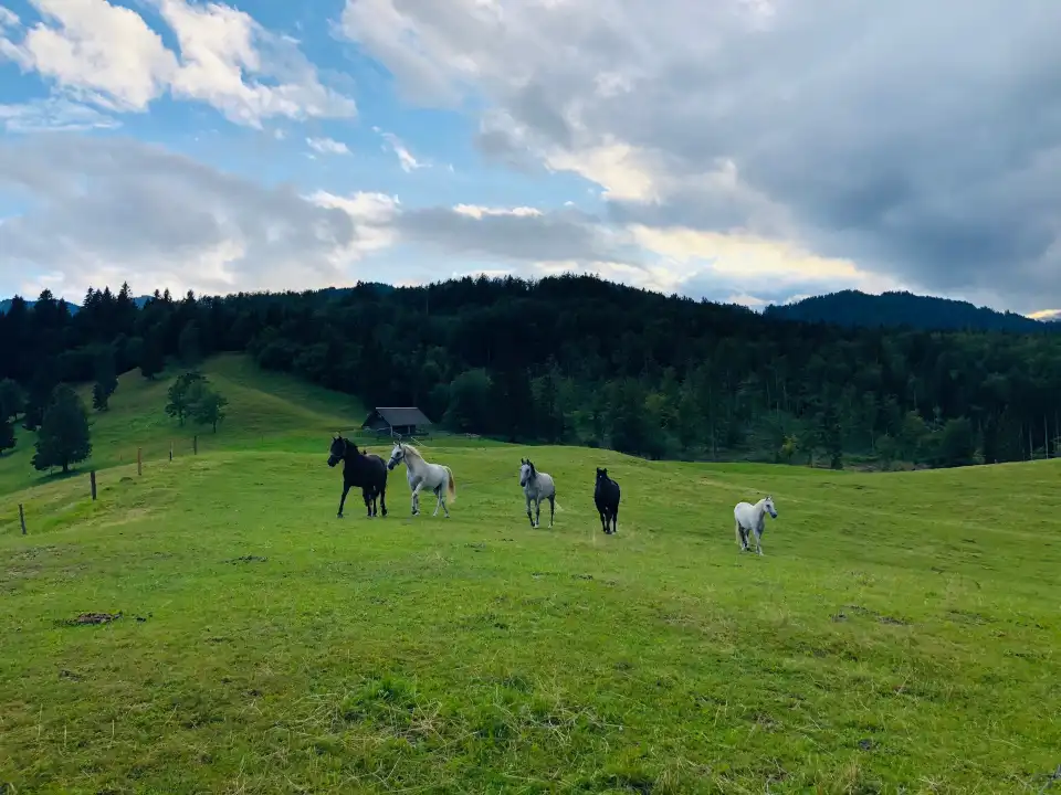 2_Farm at Kolenc