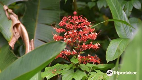 Diamond Falls Botanical Gardens & Mineral Baths