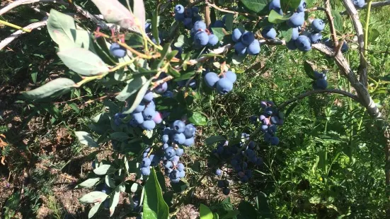 Ramsay's High Bush Blueberries