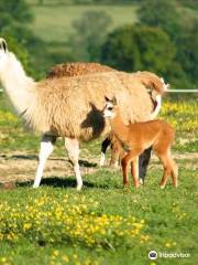 Les Lamas du Tilloux