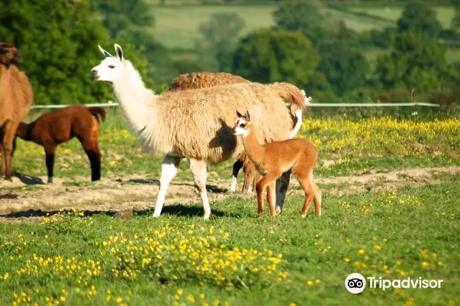 Les Lamas du Tilloux