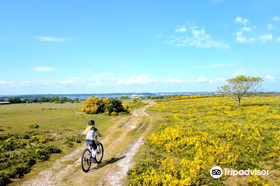 Cyclexperience Bike Hire, Purbeck