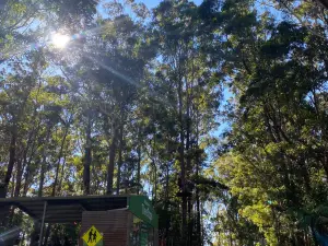 Treetops Adventure Coffs Harbour