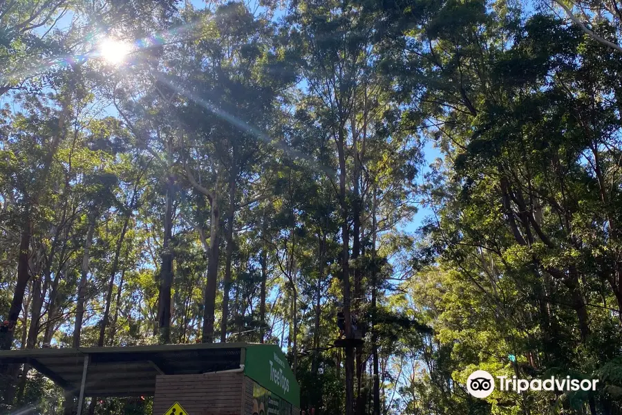 Treetops Adventure Coffs Harbour