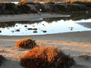 Parque Regional de las Salinas y Arenales de San Pedro del Pinatar