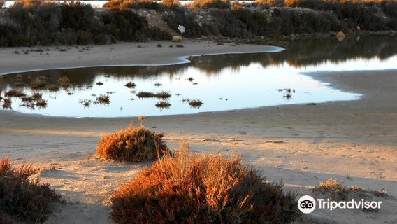 Salinas y Arenales de San Pedro del Pinatar