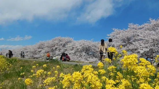 熊谷桜堤