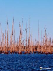 Cane Creek State Park