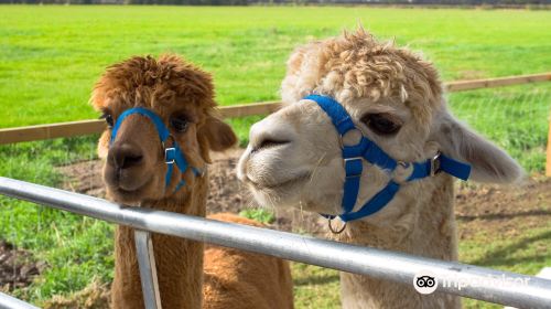 Elmet Alpaca Trekking and Tearoom