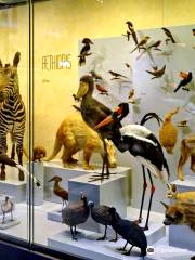 Zoological Museum of Zurich