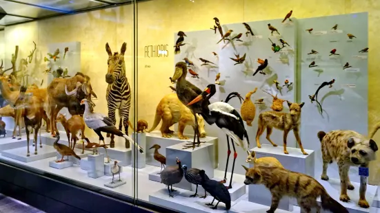 Zoological Museum of Zurich