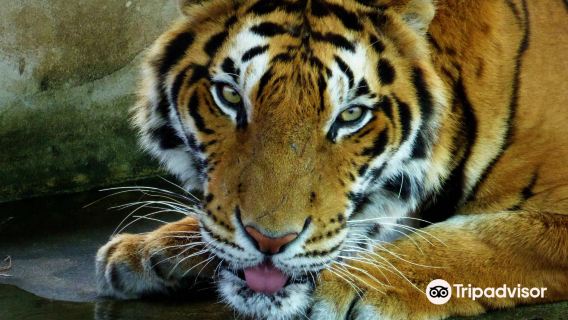 Tiger World Thailand