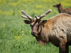 Wildlife Prairie Park