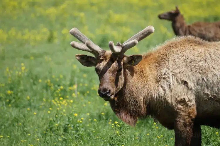 Hotel a Kickapoo Township