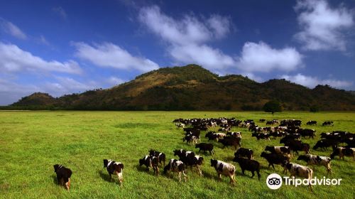 Farm Chokchai (ท่องเที่ยวฟาร์มโชคชัย)