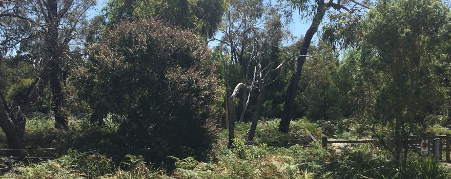 Colley Street Bushland Reserve