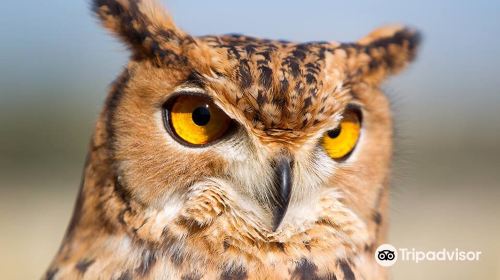 Malta Falconry Centre