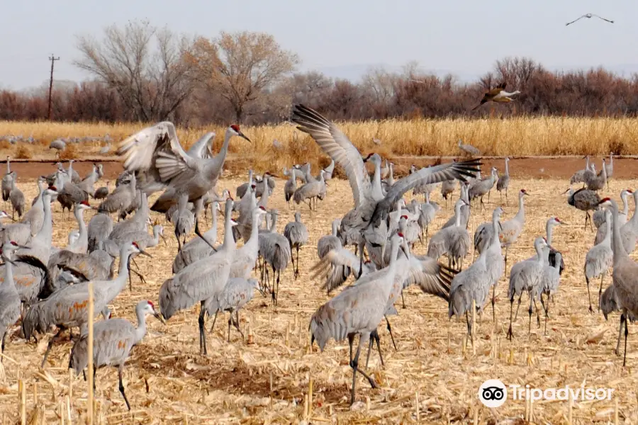 Ladd S. Gordon Waterfowl Complex - Bernardo