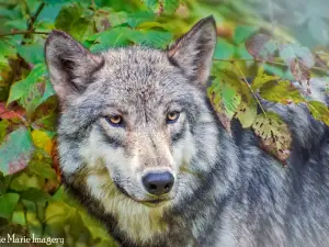Lakota Wolf Preserve
