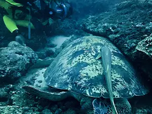 Diving The Crab - Kenya's Best Scuba Diving Centre