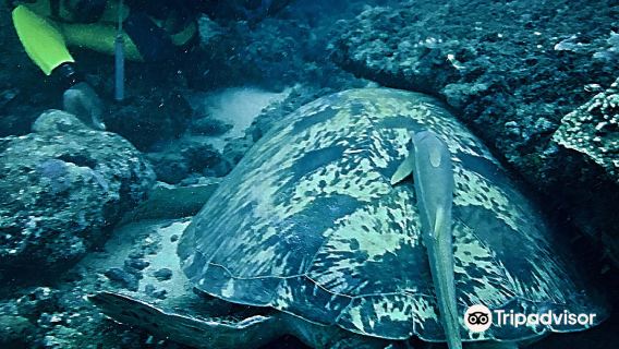 Diving The Crab - Kenya's Best Scuba Diving Centre