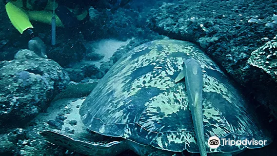 Diving The Crab - Kenya's Best Scuba Diving Centre