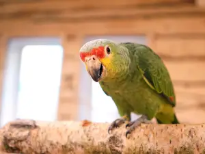 Papugarnia Mazurskie Tropiki