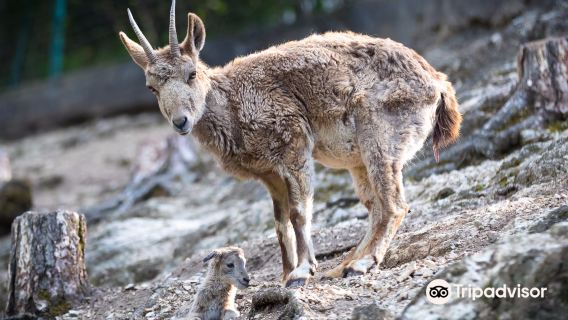 Veszprem Zoo