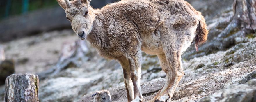 維斯普雷姆動物園