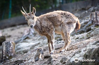 Veszprem Zoo