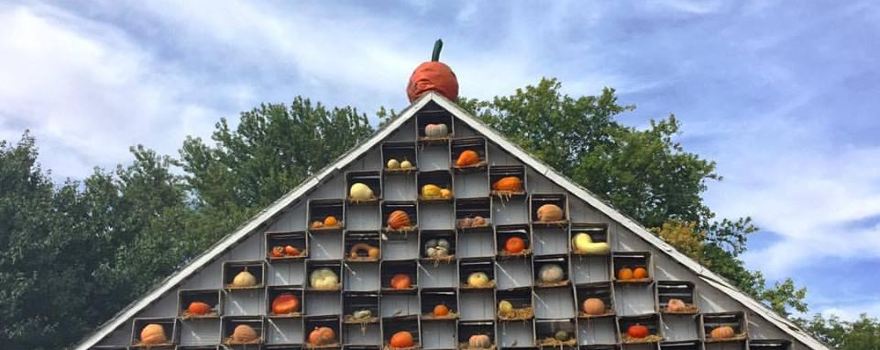 The Great Pumpkin Patch
