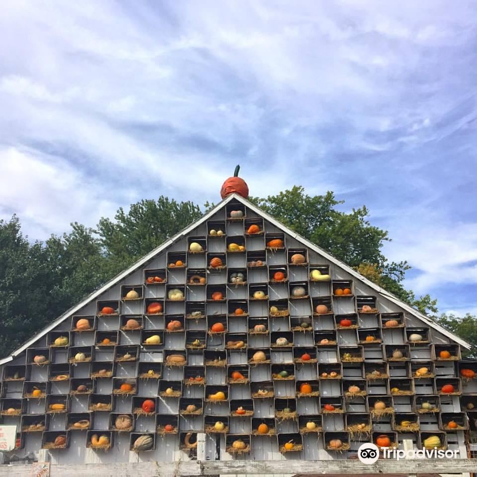 The Great Pumpkin Patch
