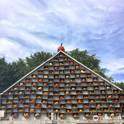 The Great Pumpkin Patch