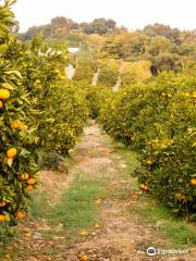 Maruu Toyama Farm